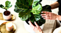 8 Best Faux Fiddle Leaf Fig Trees in 2026